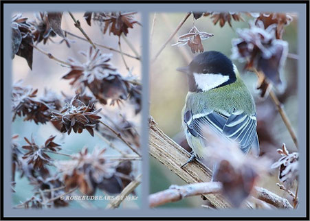 Hannover Berggarten Frost Meise
