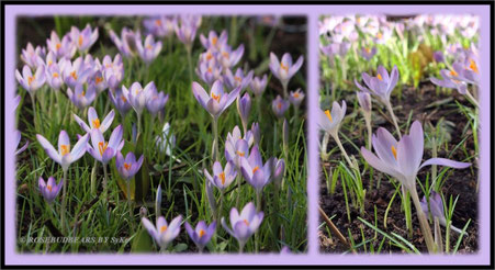 Elfenkrokusse