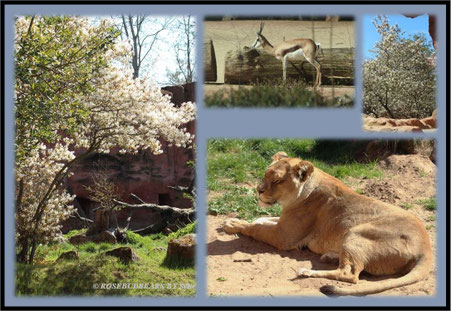 Hannover Zoo