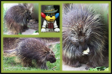Zoo Hannover Baumstachler