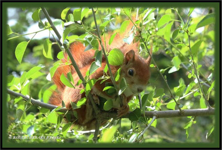 Eichhörnchen Hemmi in unserem (wilden) Kirschbaum