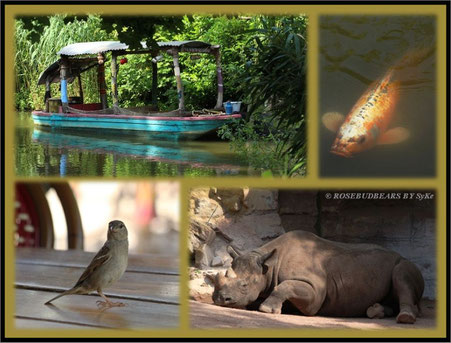 Zoo Hannover Sambesi
