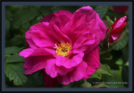 Rosenblüte
