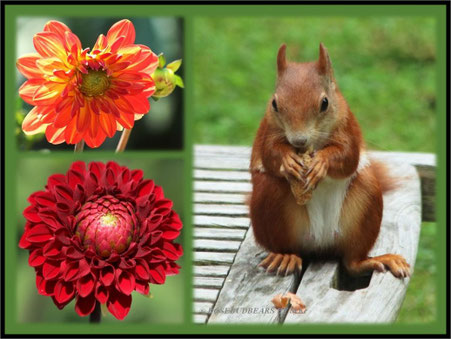 Dahlien Eichhörnchen