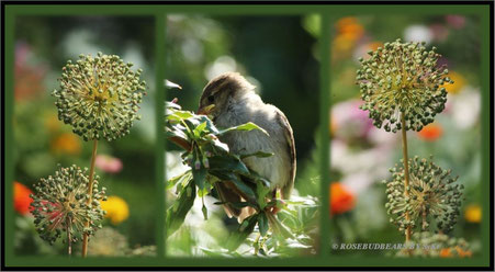 junger Spatz