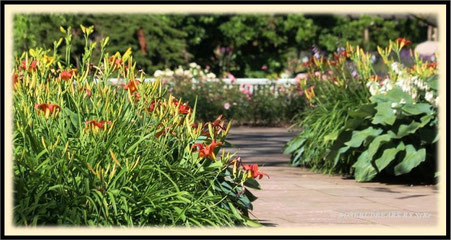 Stadtpark Taglilien