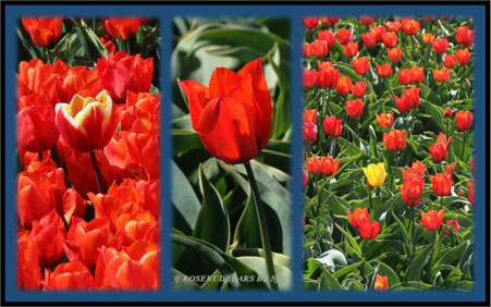 Eickenhof Tulpen