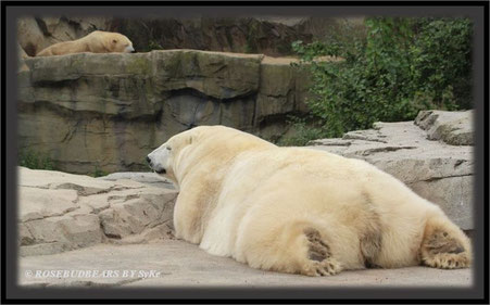 Hannover Zoo