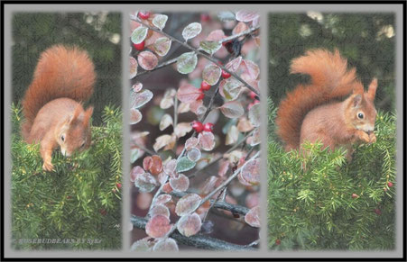 Eichhörnchen