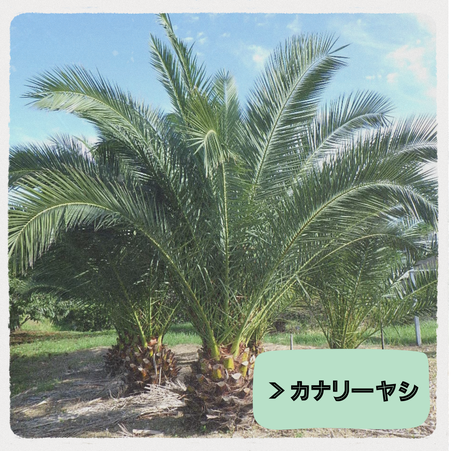 ヤシの木販売 - ヤシの木 マルビ造園 浜松市 へようこそ