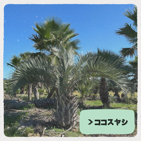 ヤシの木販売 - ヤシの木 マルビ造園 浜松市 へようこそ