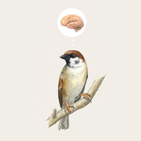 Illustration der Redensart und Sprichwort Spatzenhirn © Michael Stünzi