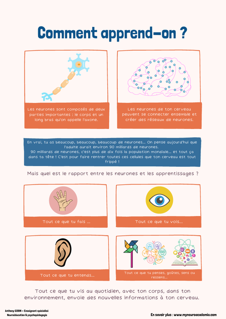 Cerveau. Apprentissage. Le cerveau qui apprend. Anthony Godin.