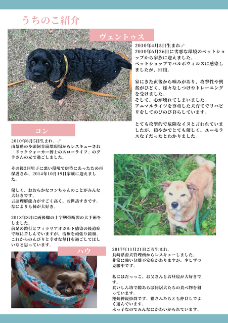 犬猫紹介１