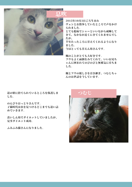 犬猫紹介３
