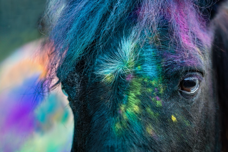 ponys-von-der-bergerbrueckes Webseite!