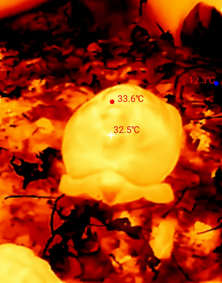 Temperaturen Schildkrötenpanzer und Umgebung