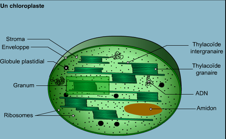 Schéma d'un chloroplaste.