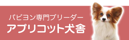 パピヨン専門ブリーダー アプリコット犬舎