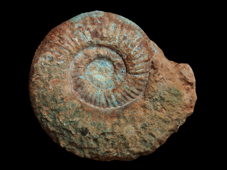 Discosphinctoides cf. roubyanus
