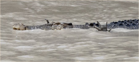 Krokodile zappeln mit den Händen aufs Wasser, um Fische aufzuspüren.