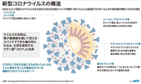 新型コロナウィルスの構造