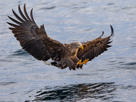 Ein Seeadler stösst auf einer Wasseroberfläche nieder