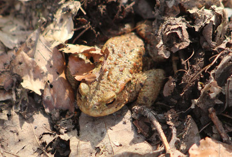 Erdkröte (Foto © Jenewein-Stille)