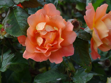 Bild: Rose orange Blüte im Herbst