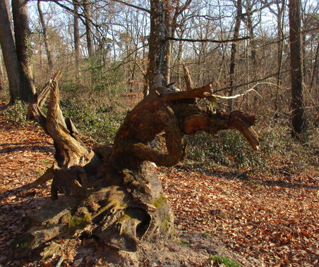 La nature sculpte aussi les souches mortes