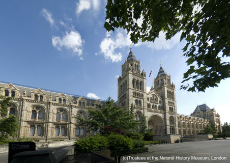 Natural History Museum London