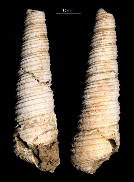 Haustator vermicularis, vicino a Ara della Regina (Tarquinia)