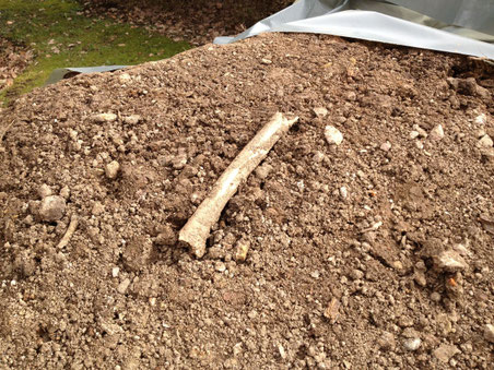 Berühmte Knochen: Hier ruht Graf Diethelm von Toggenburg, gewissermassen der erste Bubiker.