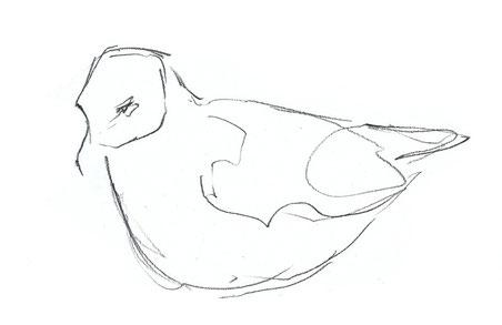 Mouette mélanocéphale (Côtes-d'Armor, mars 2015)