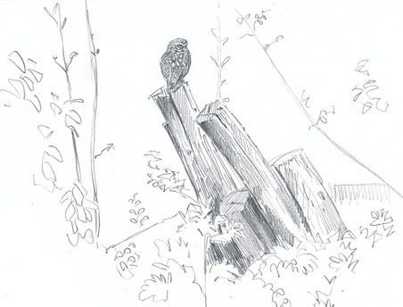 Chevêche d'Athena (Ille-et-Vilaine, avril 2015)