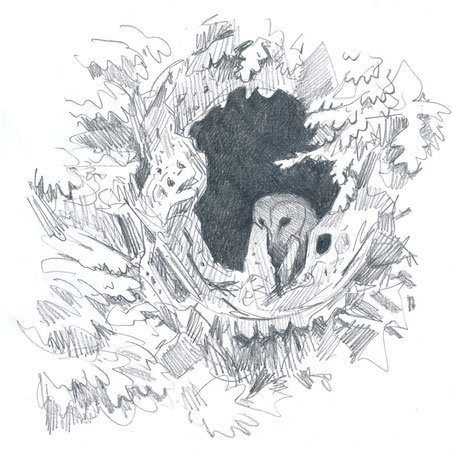Effraie des clochers dans une cavité d'arbre (Ille-et-Vilaine, juillet 2015)