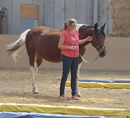 Pferde- und Reitertraining für Hausfrauen, Wiedereinsteiger und ängstliche Eltern  Dualini Konz