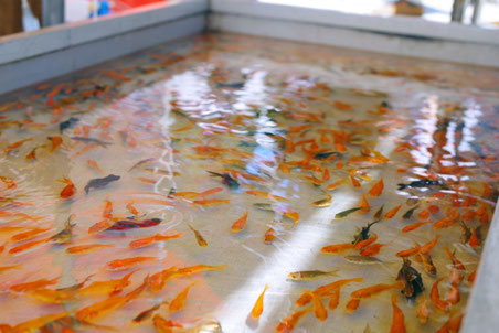 金魚　養殖　ポンプ　省エネ