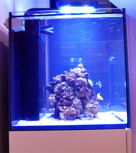 ﾚｯﾄﾞｼｰ ﾘｰﾌｧｰ 170 (ｵｰﾊﾞｰﾌﾛｰ水槽)立上げ Vol.9ライブロック