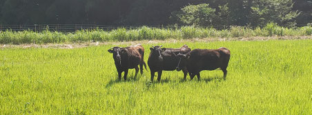 吟風農園圃場に放牧中の但馬牛