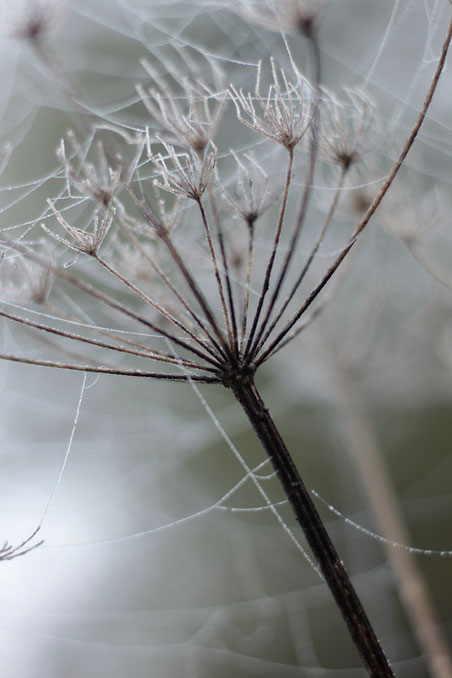 photography, natur, minimalistisch, nature_mavels, nature_magic, strukture_photography,  detais, reduction