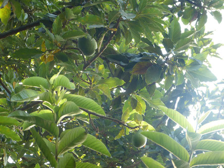 Avocadobaum im Garten