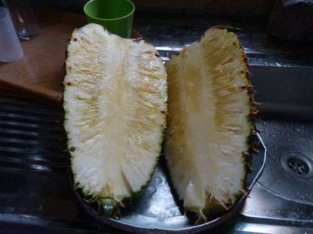 ugandische MONSTER-Ananas