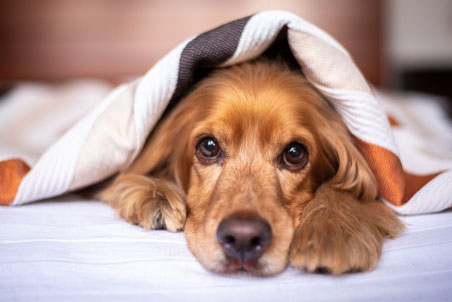 Wir akzeptieren 1 Hund mittlerer Größe pro Zimmer 