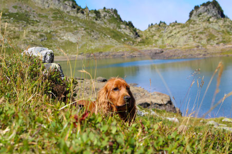 Urlaub mit Hund in der Ferienregion Reschensee am Reschenpass
