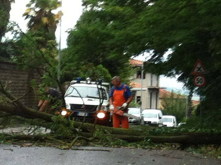 Alberi caduti sulla sede stradale a Supino (foto Amatoriale)