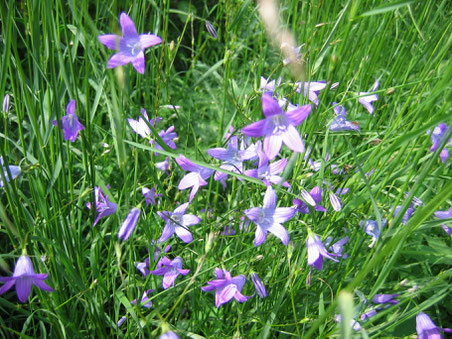 Wiesenglockenblumen; Foto: Michael Wetzel