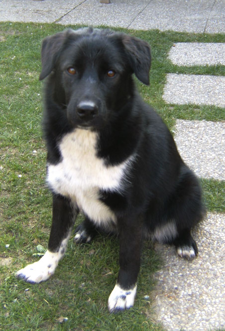 Unser Hund Flocke ist weiblich und wurde von mir am 10.August 2013 vom Tierheim Krems übernommen