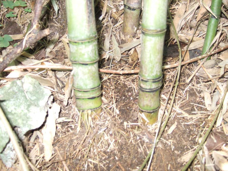 ホーム - 沖縄の竹で作った竹笛・指竹笛製作 | 琉球竹笛工房