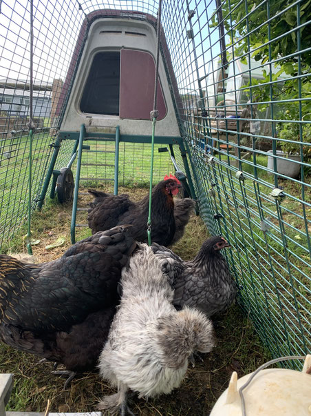 Heritage breed chickens adjust to Autumn